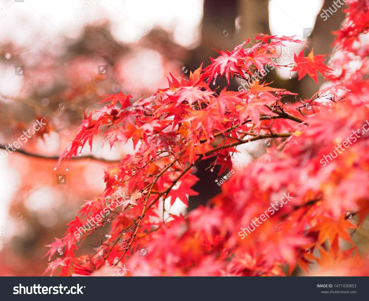 Autumn leaves dyed in beautiful colors #1471930853