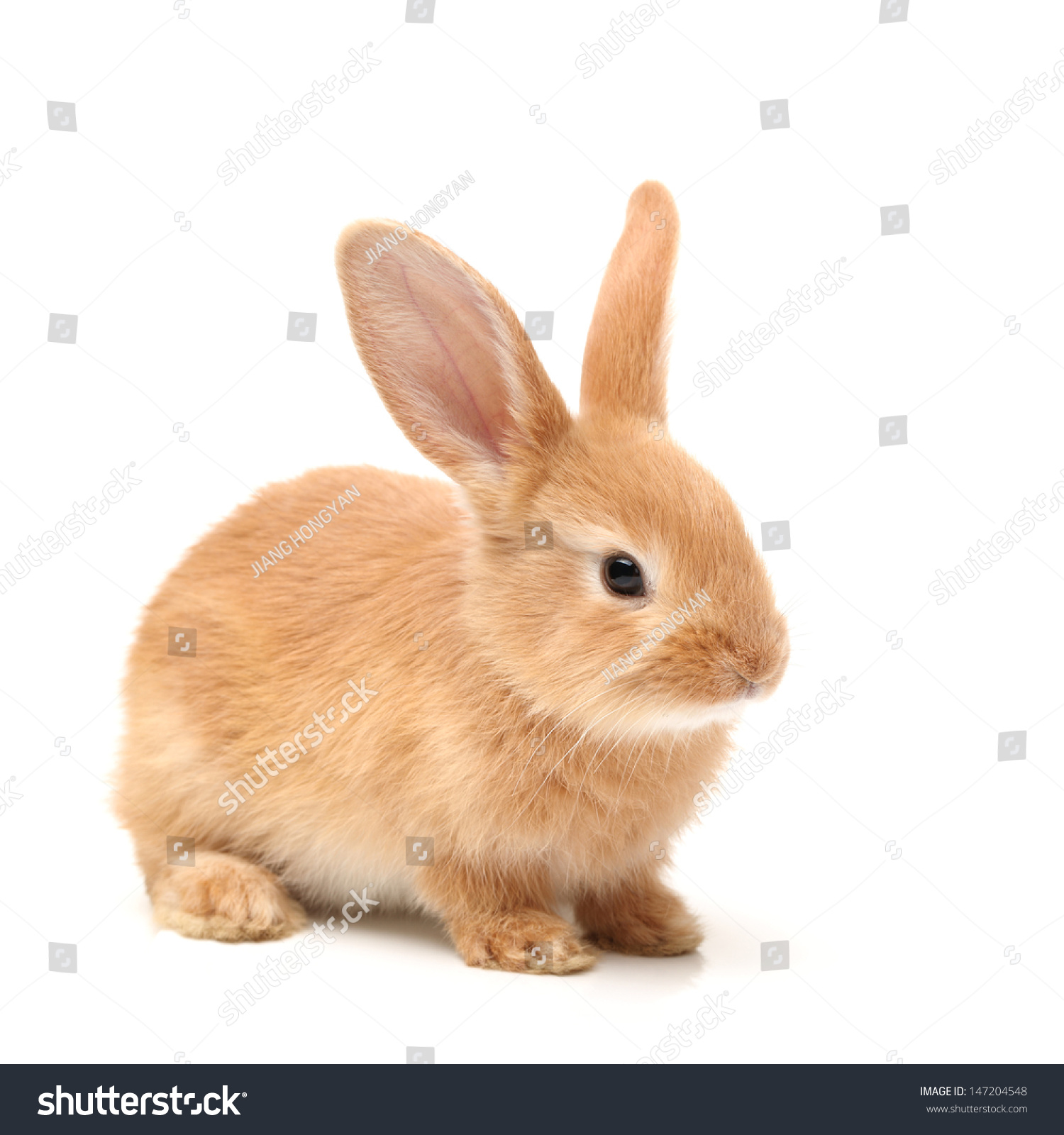 Baby of orange rabbit on white background  #147204548