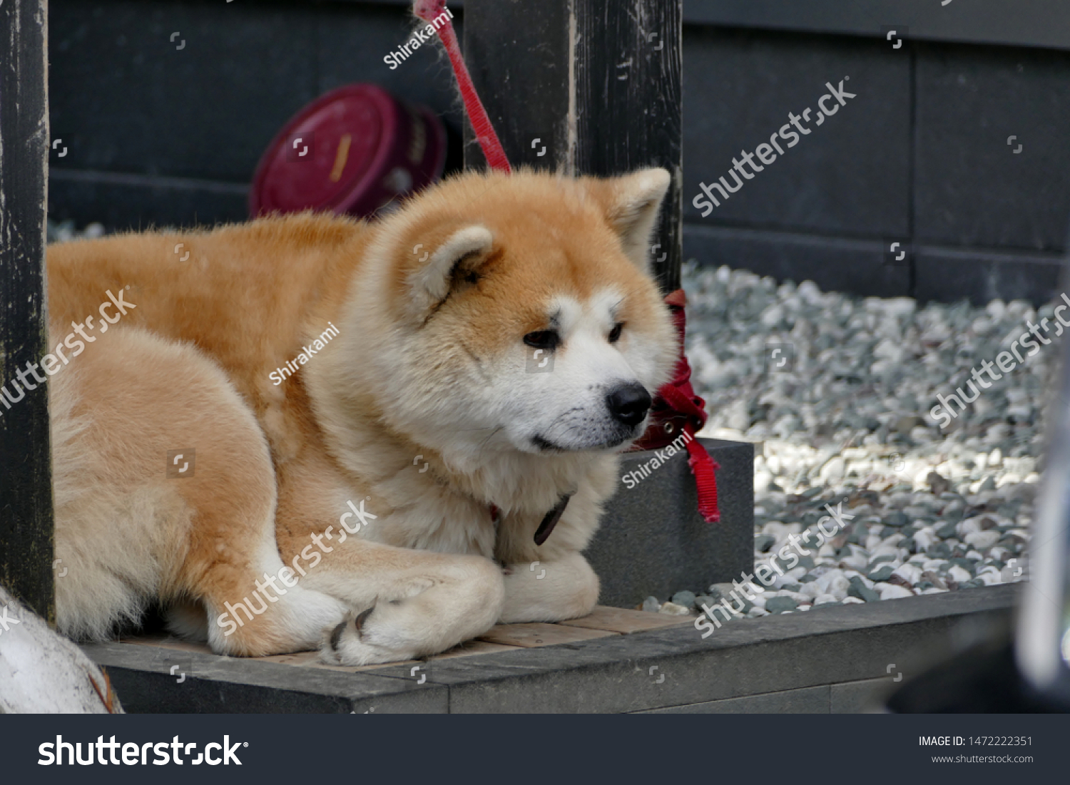 Akita Dog on a fence in the snow in Akita Prefecture Japan

 #1472222351