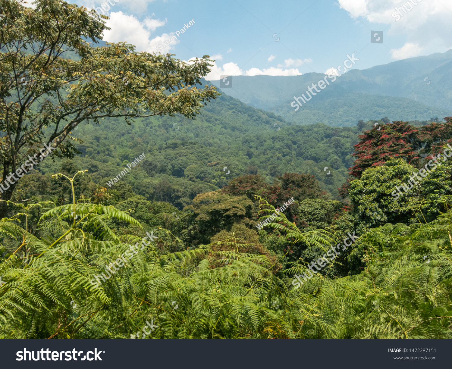Rwenzori Mountain National Park forest and mountain views #1472287151