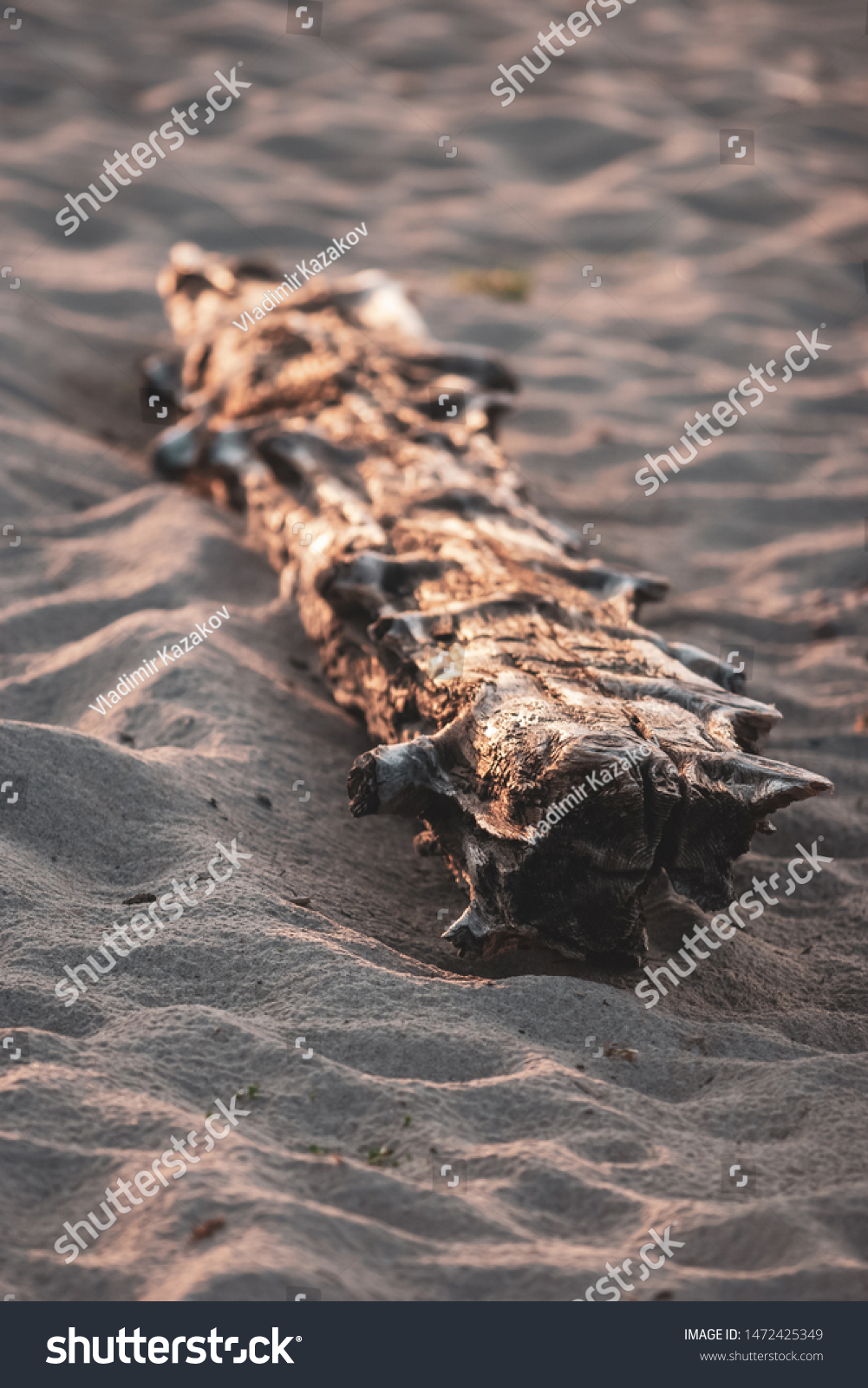 A dry old log lies in the sand. The tree is lit by the sun. Selective focus. The background is blurry. Vertical frame. #1472425349