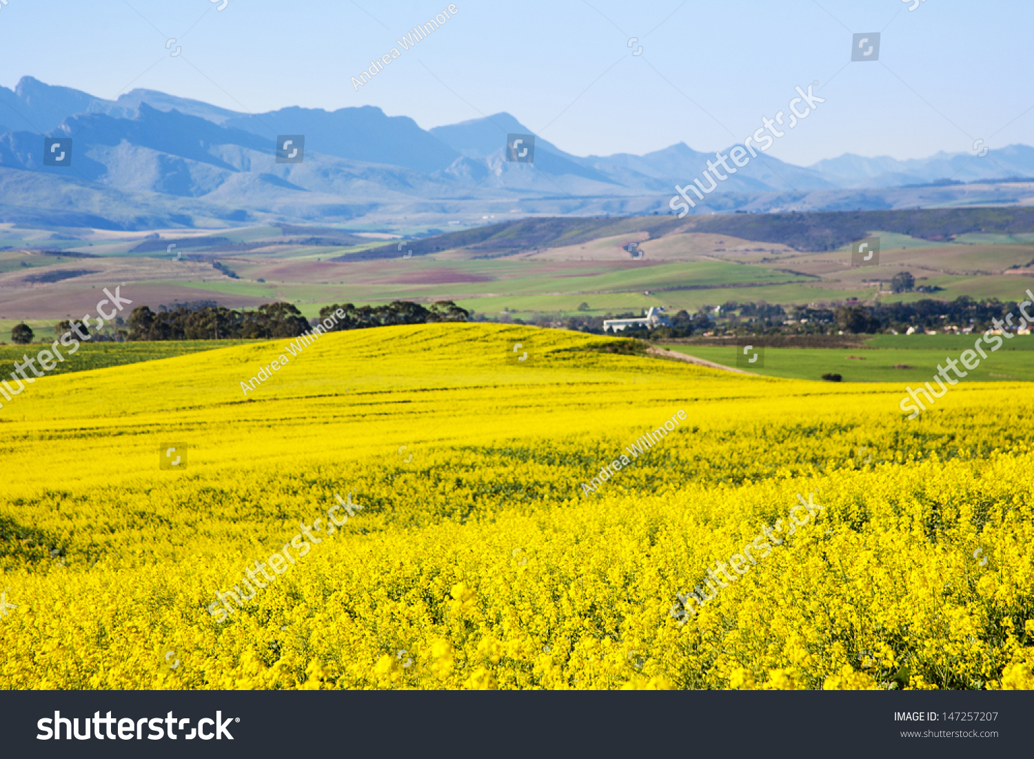 Rapeseed fields along the Garden Route, N2, South Africa. Rapeseed is used to produce canola oil. #147257207