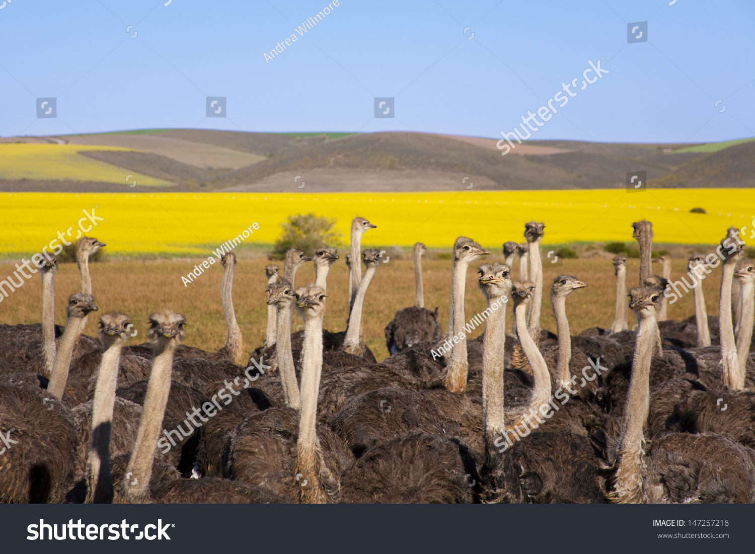 Group of ostriches along the Garden Route with yellow rapeseed fields in background, South Africa #147257216