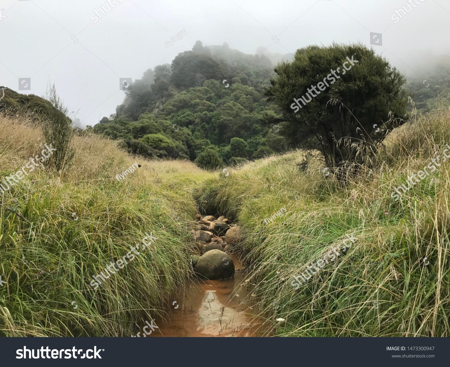New Zealand Landscapes, bushland, farm #1473300947