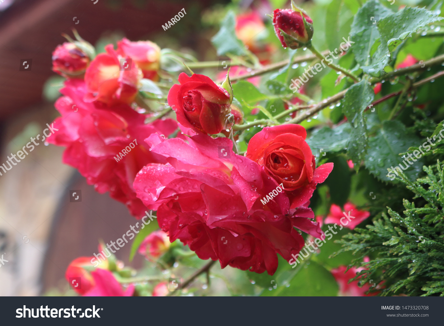 Rose tea-hybrid Grand Amore (Grande Amore, KORcoluma, My Valentine, Walter Sisulu), (lat. Grande Amore)
 #1473320708