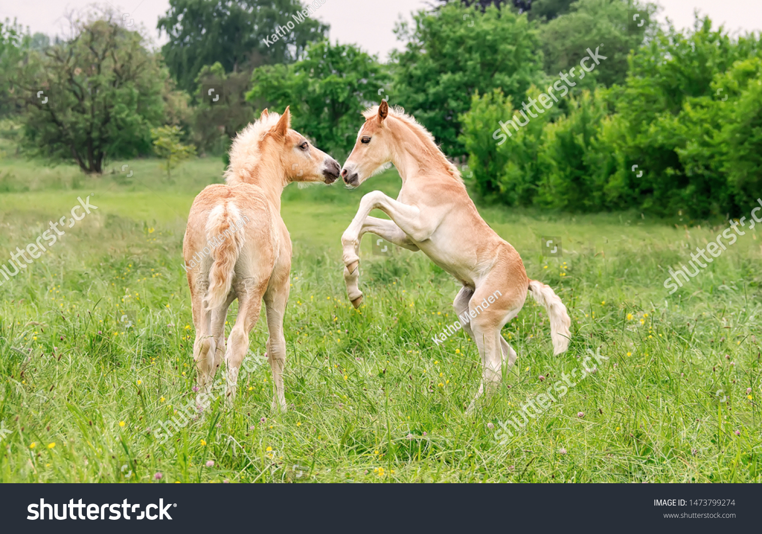 Two cute Haflinger horse foals have fun, playing, rearing and frolic around in a green grass meadow in spring, Germany  #1473799274