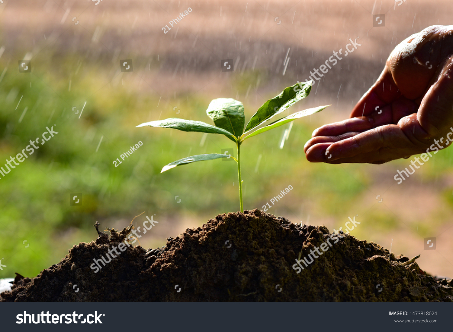Hand of watering the soil of trees and Care tree planting and saving the planet to deduct global warming #1473818024