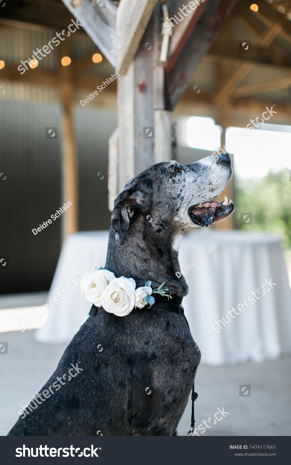 Dog at wedding with flowers on collar, dog ring bearer #1474117661