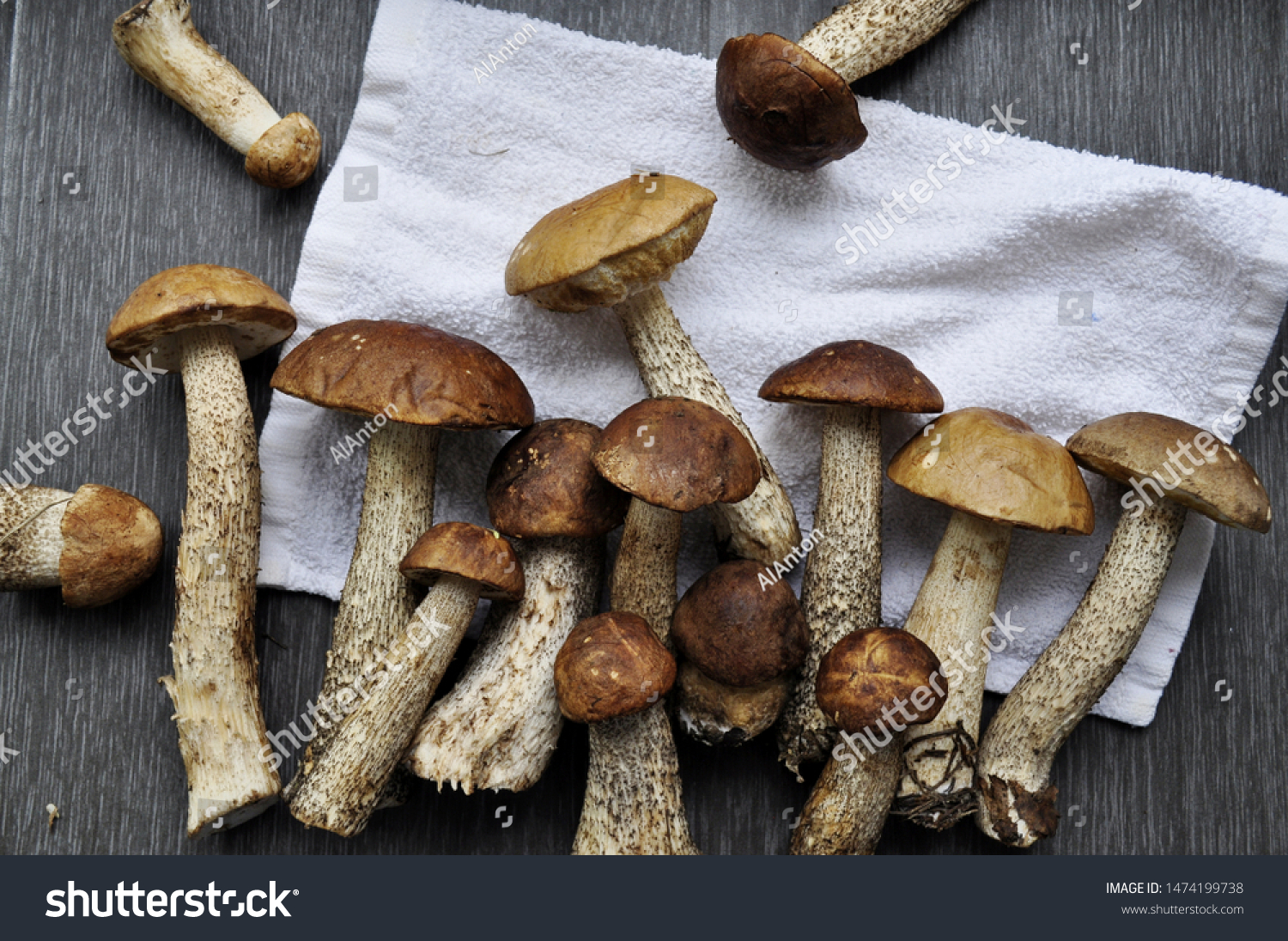 Different variants of compositions with mushrooms
 #1474199738