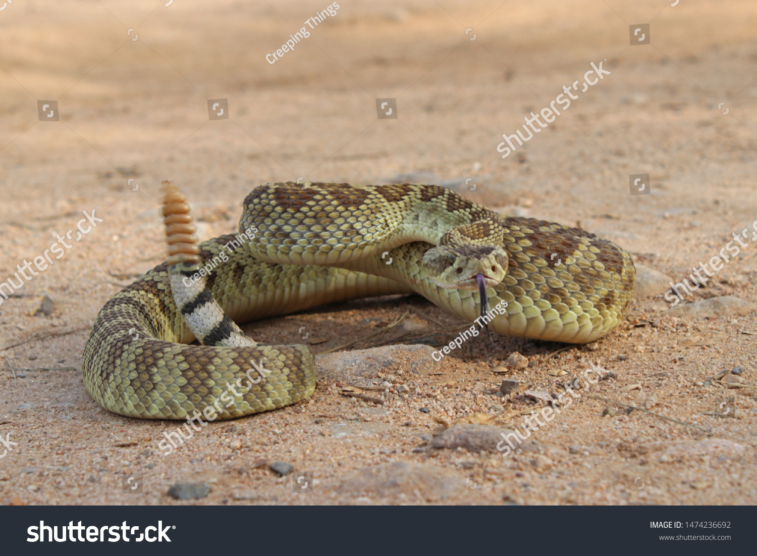 Mojave Rattlesnake in Arizona (Crotalus scutulatus) #1474236692