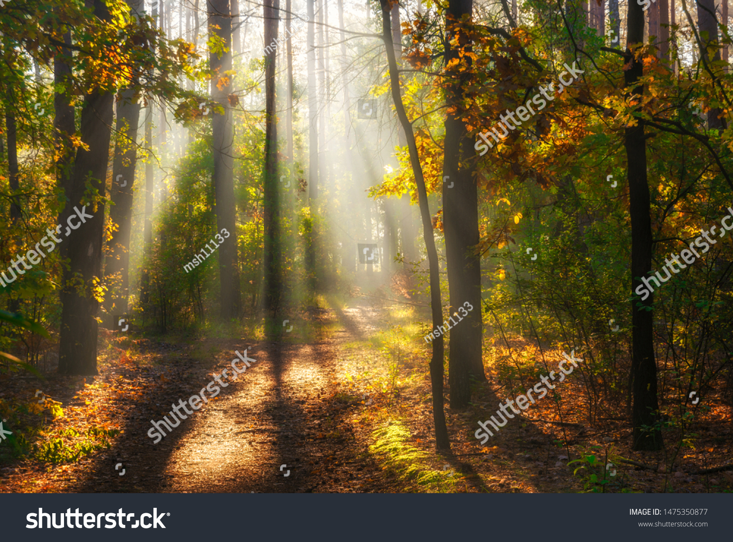 Walk in the woods. Pleasant autumn weather. Sun rays play in the branches of trees. #1475350877