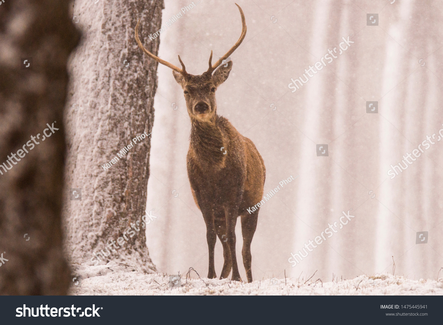 Red deer (Cervus elaphus) stags in the snow, Scottish Highlands #1475445941