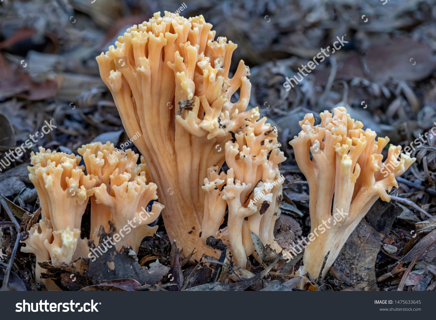 Ramaria formosa coral fungus - up to 150mm tall - NSW, Australia #1475633645