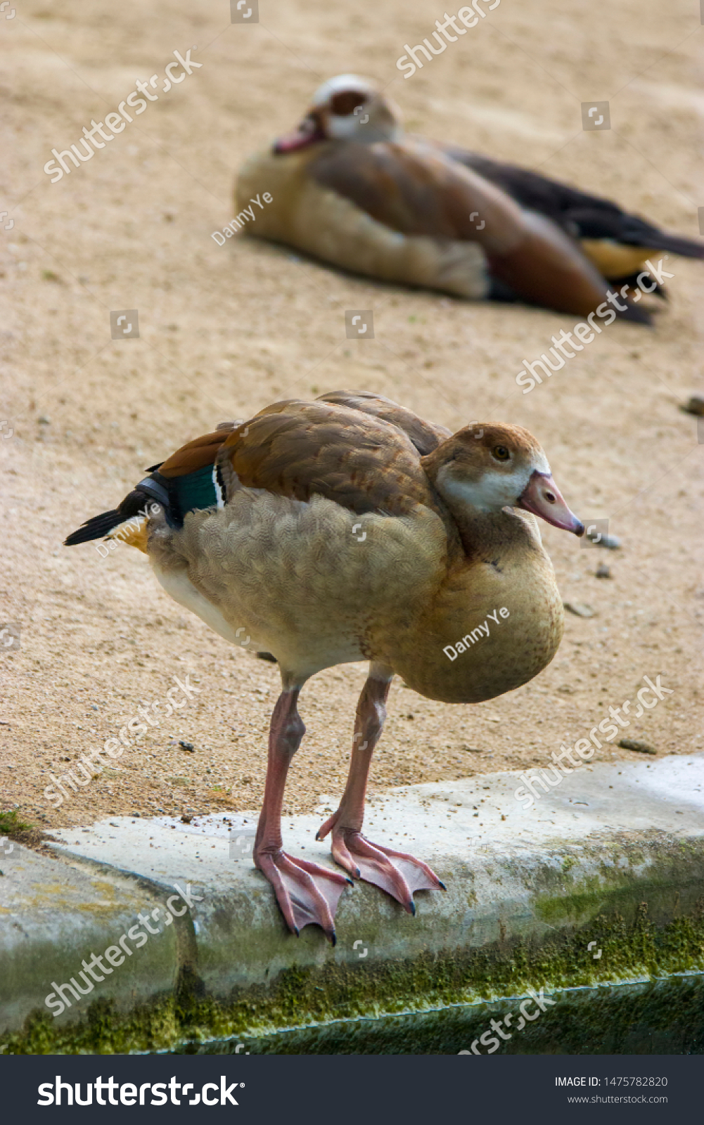 a Juvenile Egyptian goose stands alone. 
Juveniles do not have the brown eye patches or a patch on the chest. 
There is one adult as bokeh background #1475782820