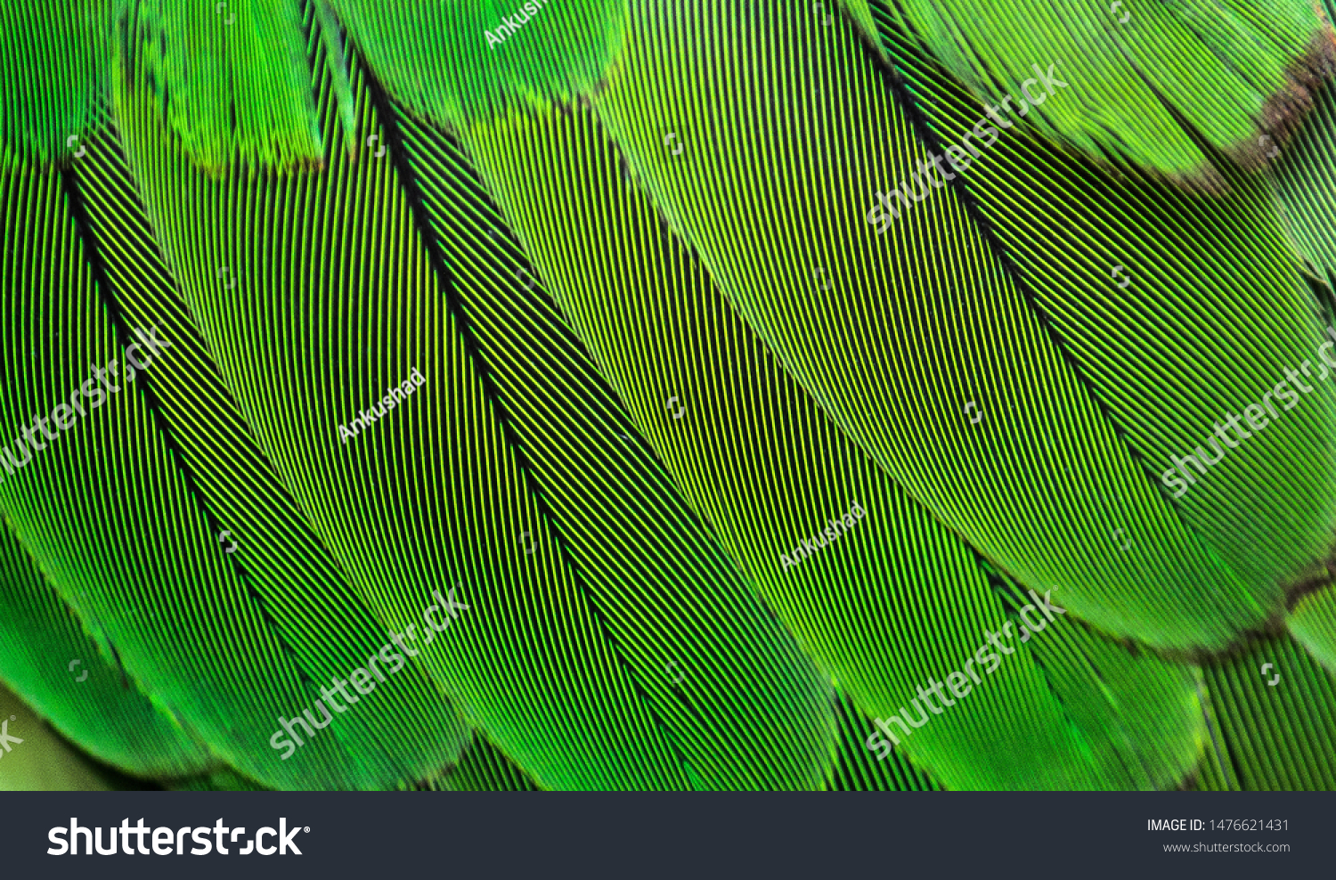 closeup shot of parrots feather or parakeet feather #1476621431
