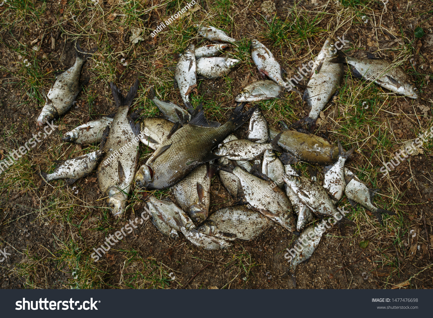 a lot of fish caught on the shore #1477476698