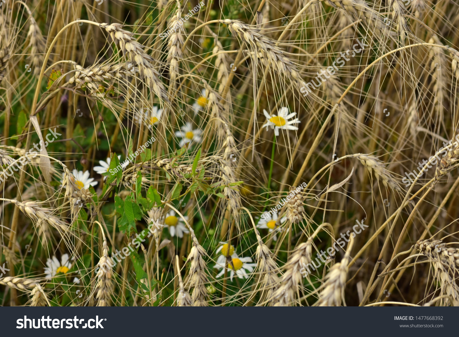 Wildflowers grow in a rye field with a rye ear #1477668392