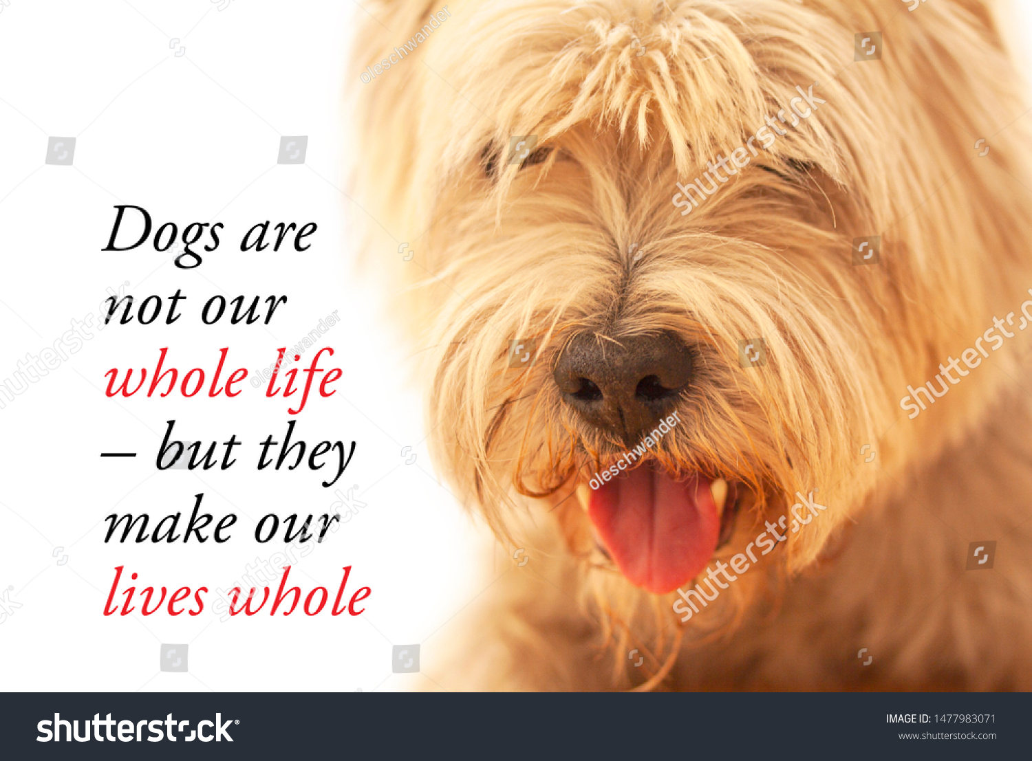 Inspirational quote about dogs and humans saying - Dogs are not our whole life, but they make our lives whole. With cute West Highland White Terrier dog. - Image #1477983071