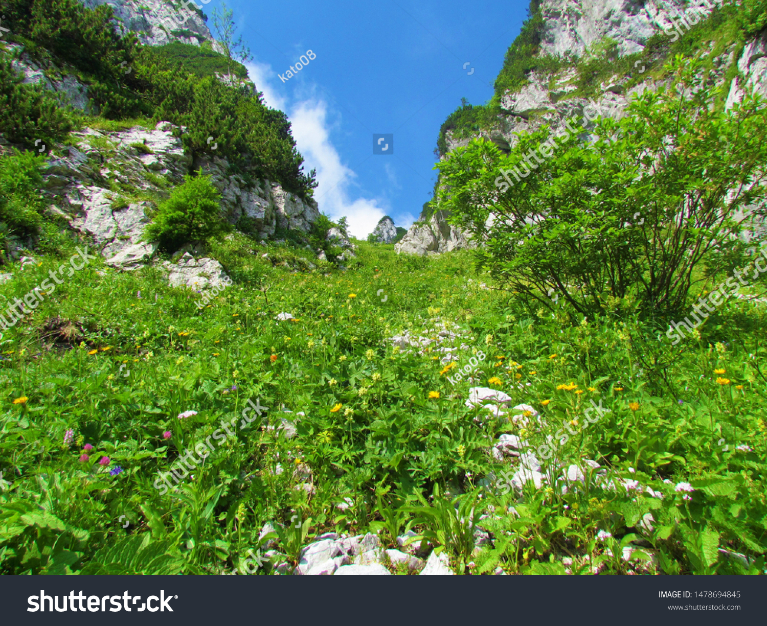 Mountain slope full of blooming wildflowers, lush grass and bush vegetation surrounded by rockwalls on both sides and clear blue sky in the back under Crna Prst in Julian alps in Slovenia #1478694845