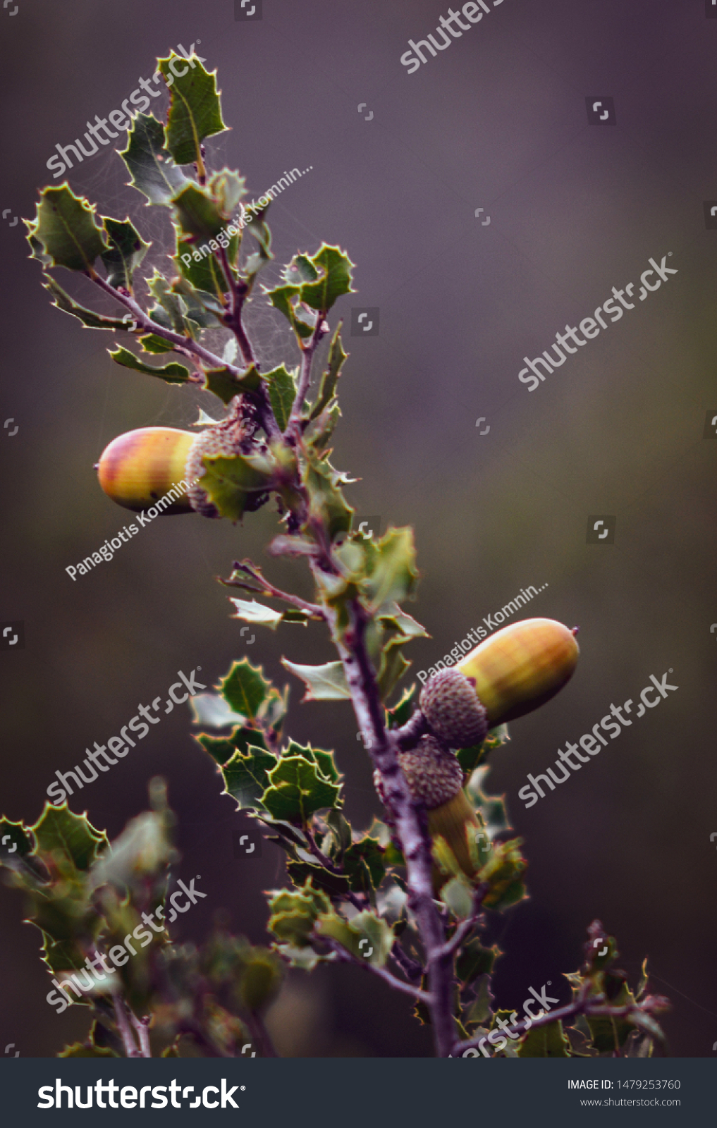 Scenes from the forest, scenes of autumn and winter #1479253760