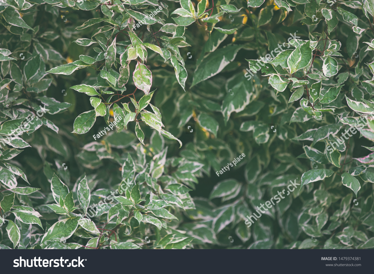 Green botany background, front view on low key fresh foliage #1479374381