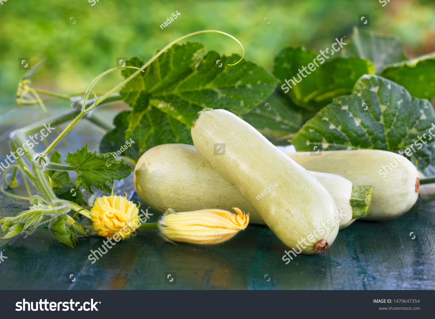 Fresh zucchini, green vegetables from local farm. Pile of Freshly harvested courgette with leaves and flowers. #1479647354
