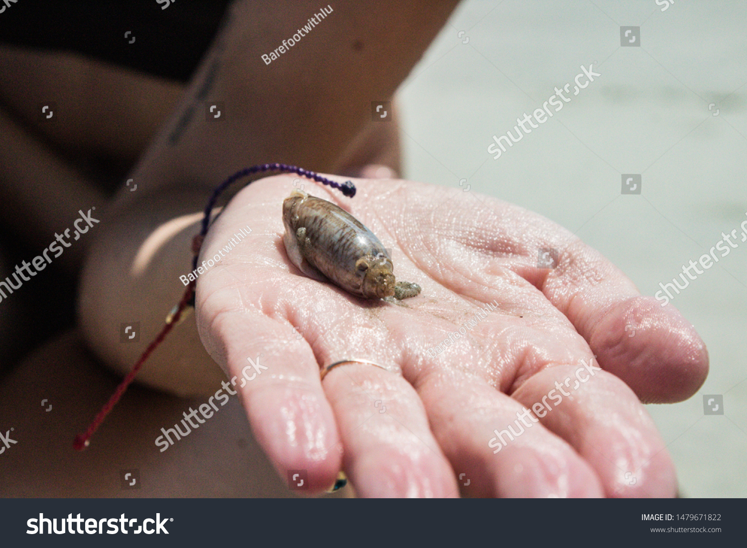 Becoming friends with a sea slug #1479671822