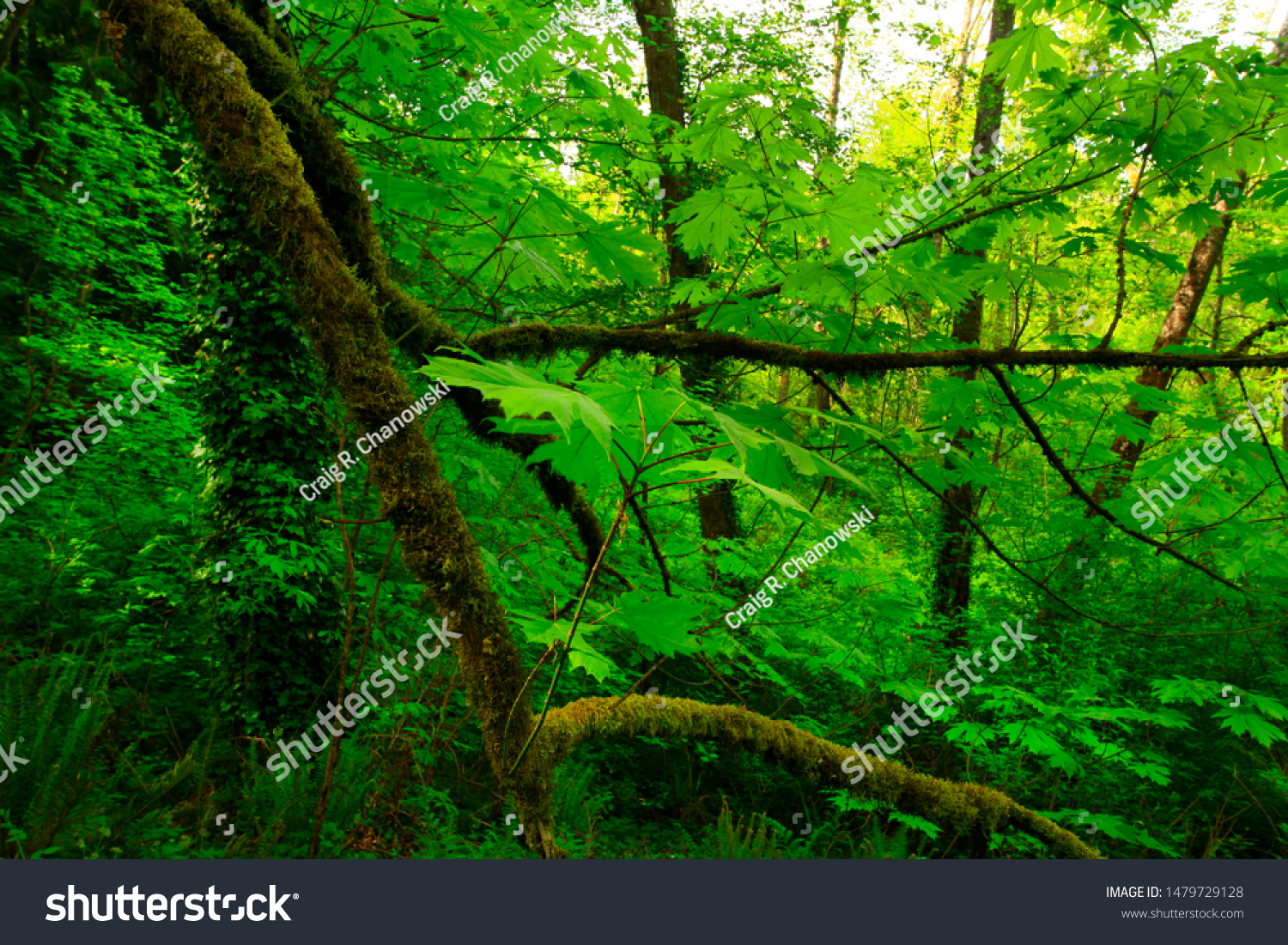 a picture of an exterior Pacific Northwest forest #1479729128