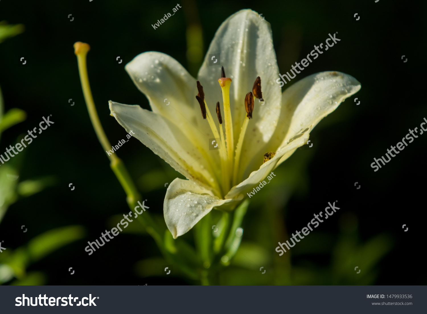 The big lily, white with yellow color, blossoms in a summer garden. Beautiful flowers. Monophonic background. #1479933536