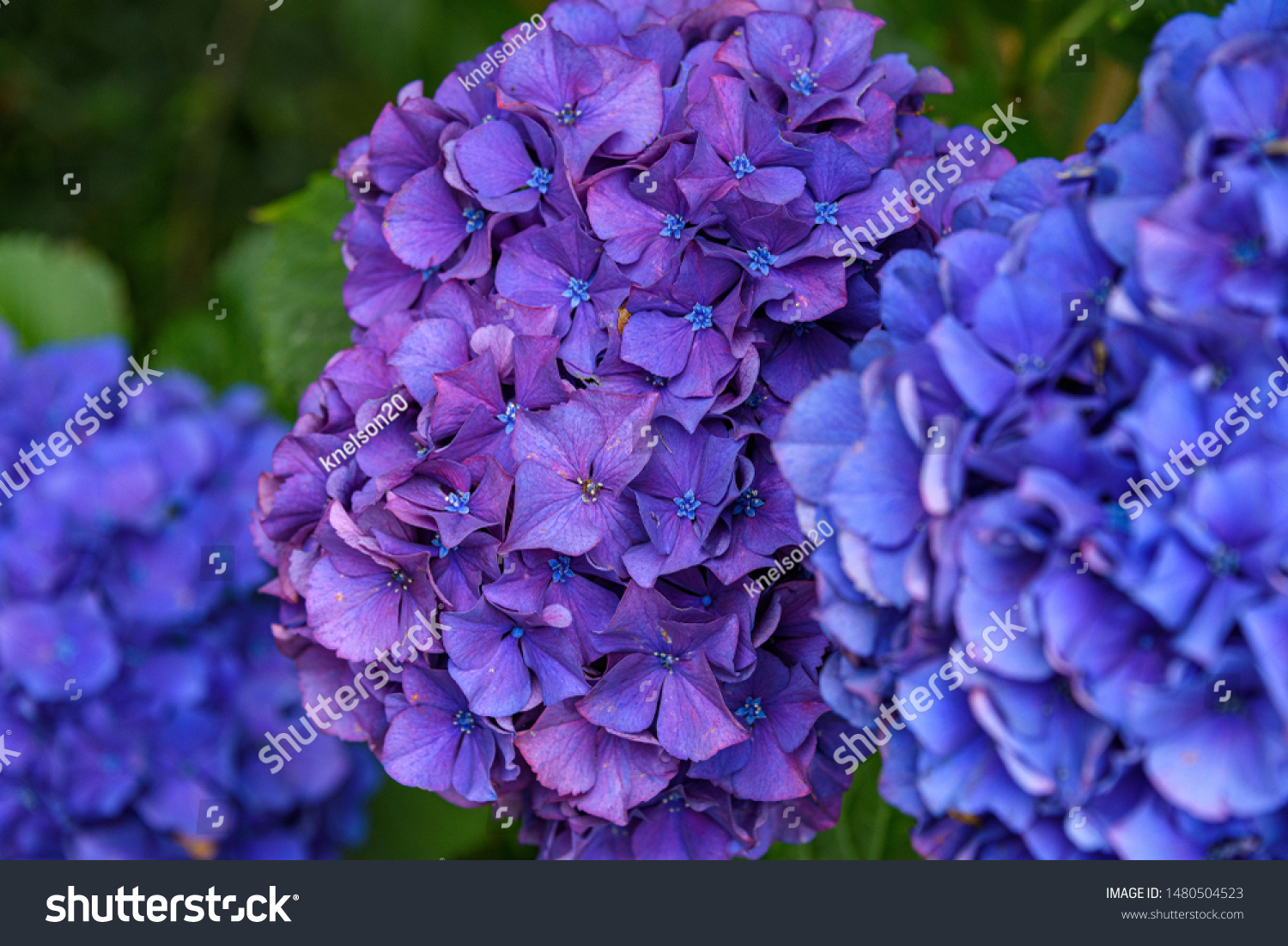 Close up of a purple hydrangea bloom growing in a garden, blue blooms in foreground and background
 #1480504523