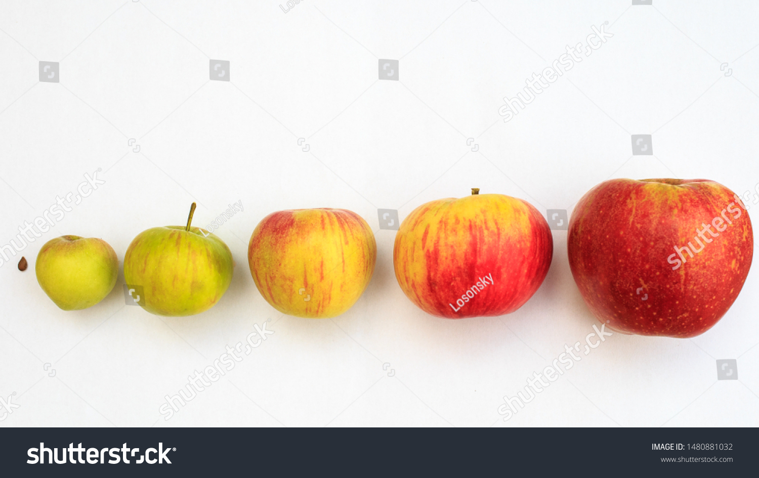 from idea to realization, Symbolism with ripening apples #1480881032