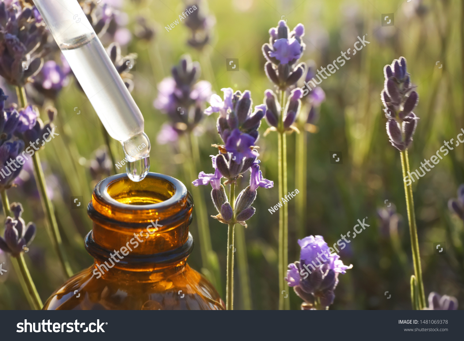 Dropper with lavender essential oil over bottle in blooming field, closeup. Space for text #1481069378