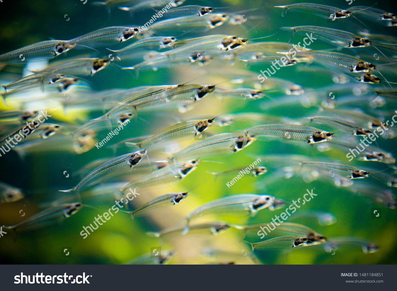 Glass catfish on blur background, macro photography.  #1481184851