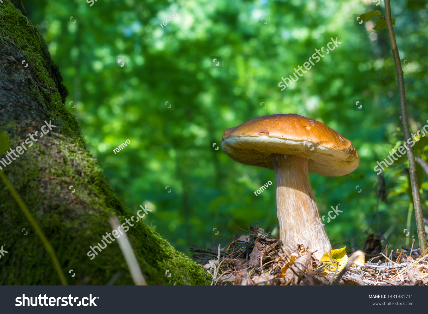 Big white mushroom grows. Natural organic plants and bolete growing in wood #1481381711
