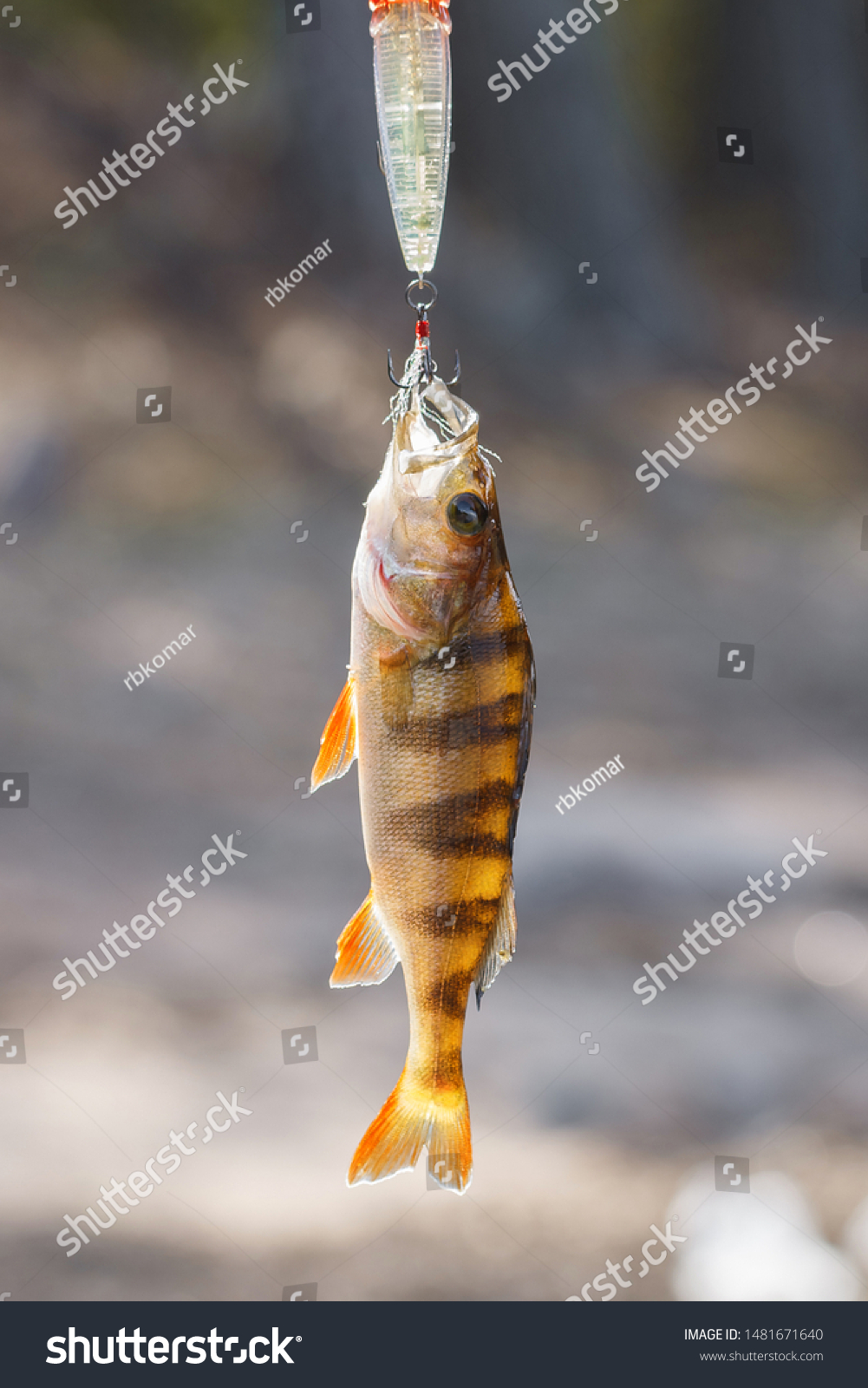 Bait for perch. Hooked fresh fish. Fishing on wild lake. Good catch #1481671640