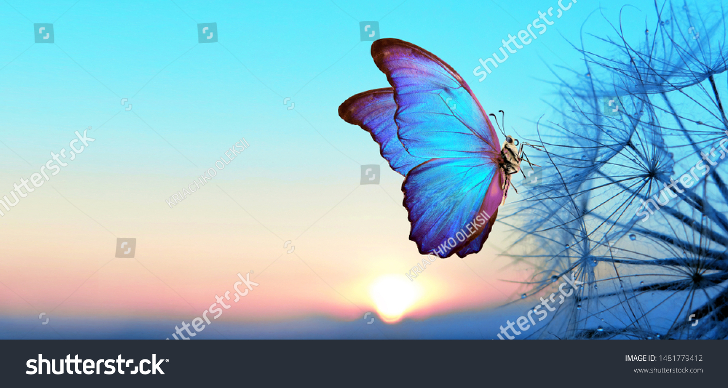 Natural pastel background. Morpho butterfly and dandelion. Seeds of a dandelion flower in droplets of dew on a background of sunrise. Soft focus. Copy spaces.                               #1481779412