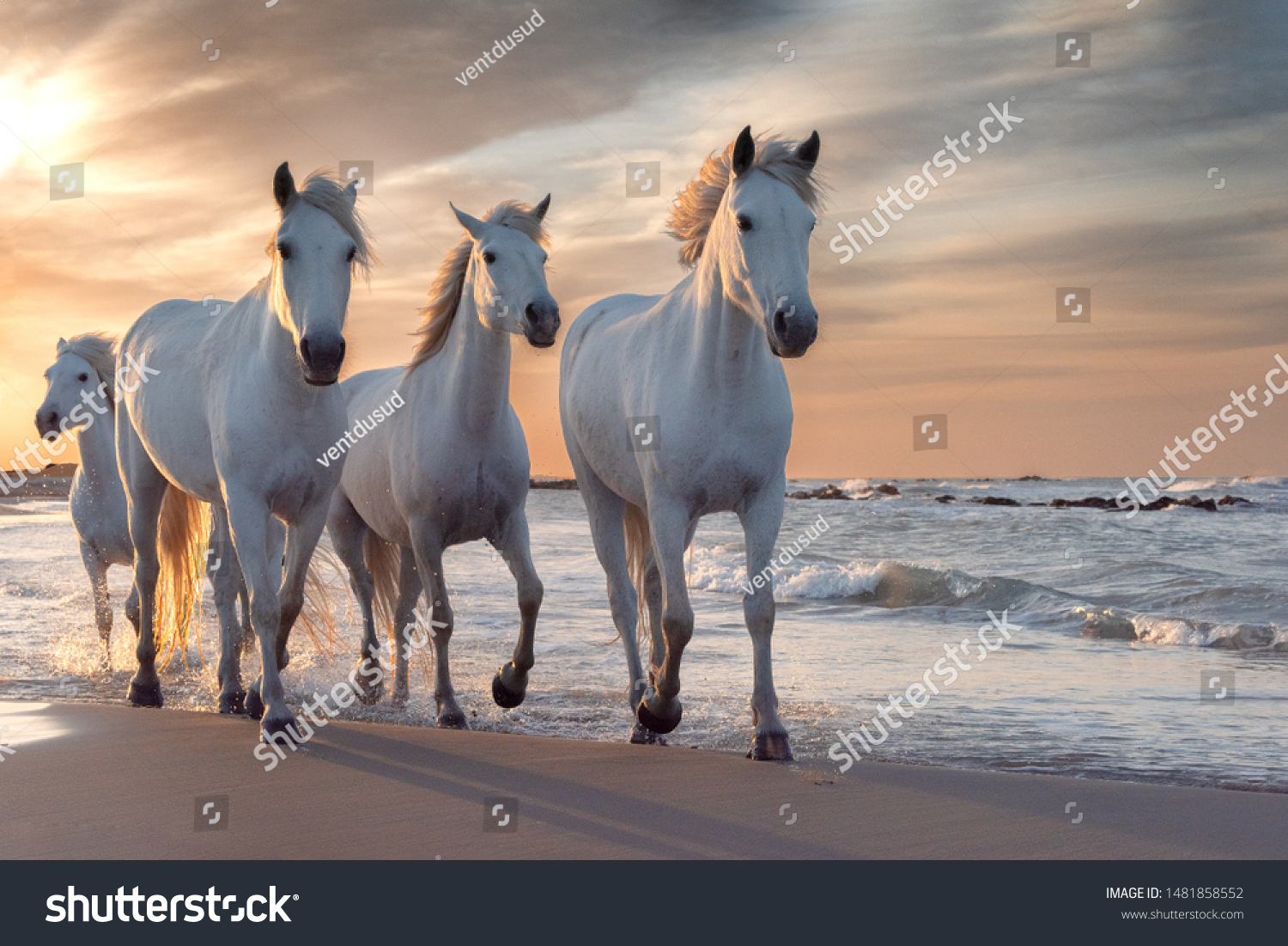 Herd of white horses running through the water. Image taken in Camargue, France. #1481858552