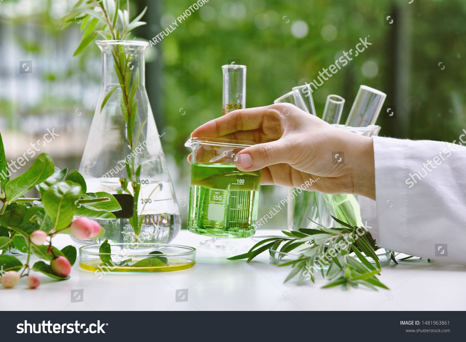 Scientist with natural drug research, Natural organic and scientific extraction in glassware, Alternative green herb medicine, Natural skin care beauty products, Laboratory and development concept.