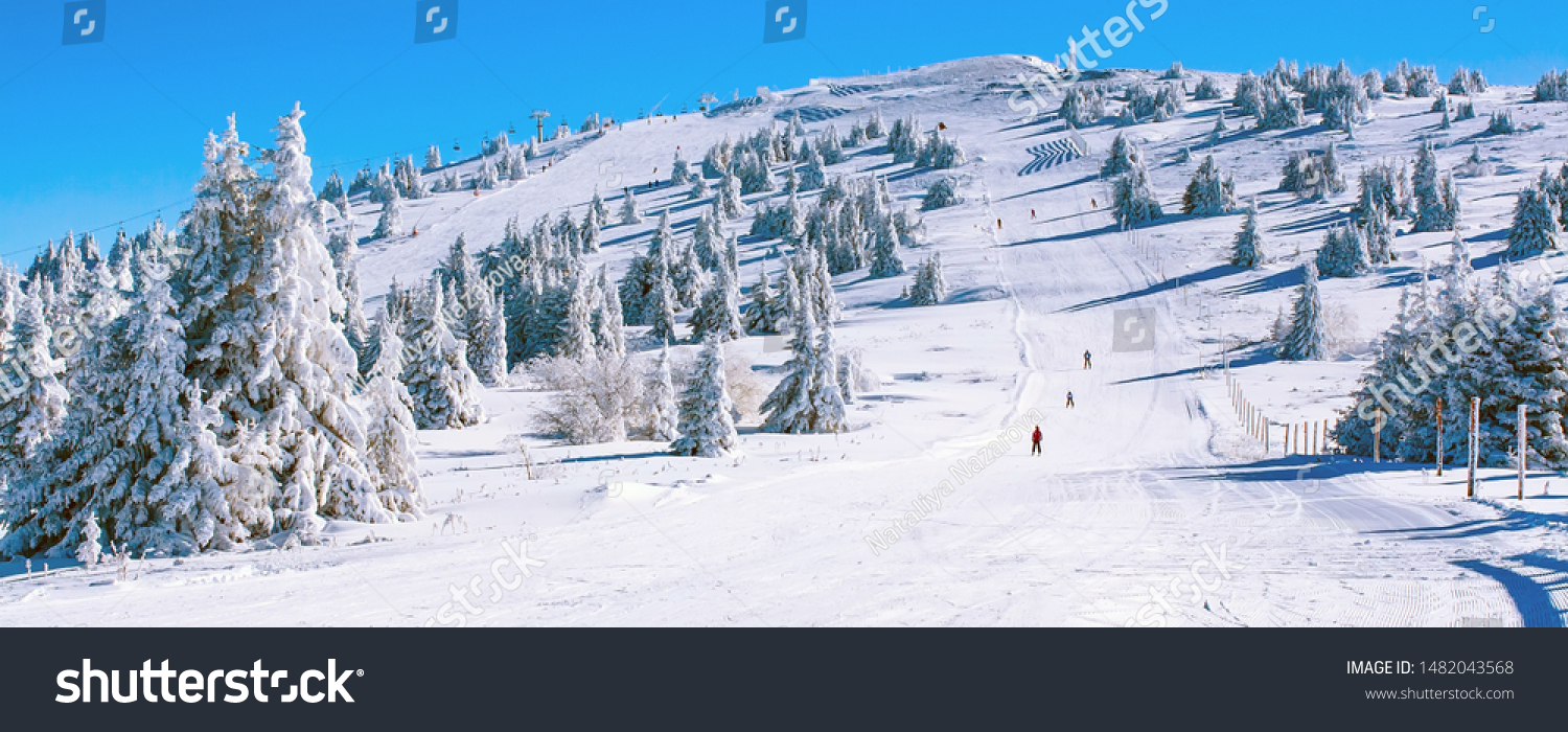 Winter banner panorama of the slope at ski resort, people skiing, snow pine trees, blue sky #1482043568