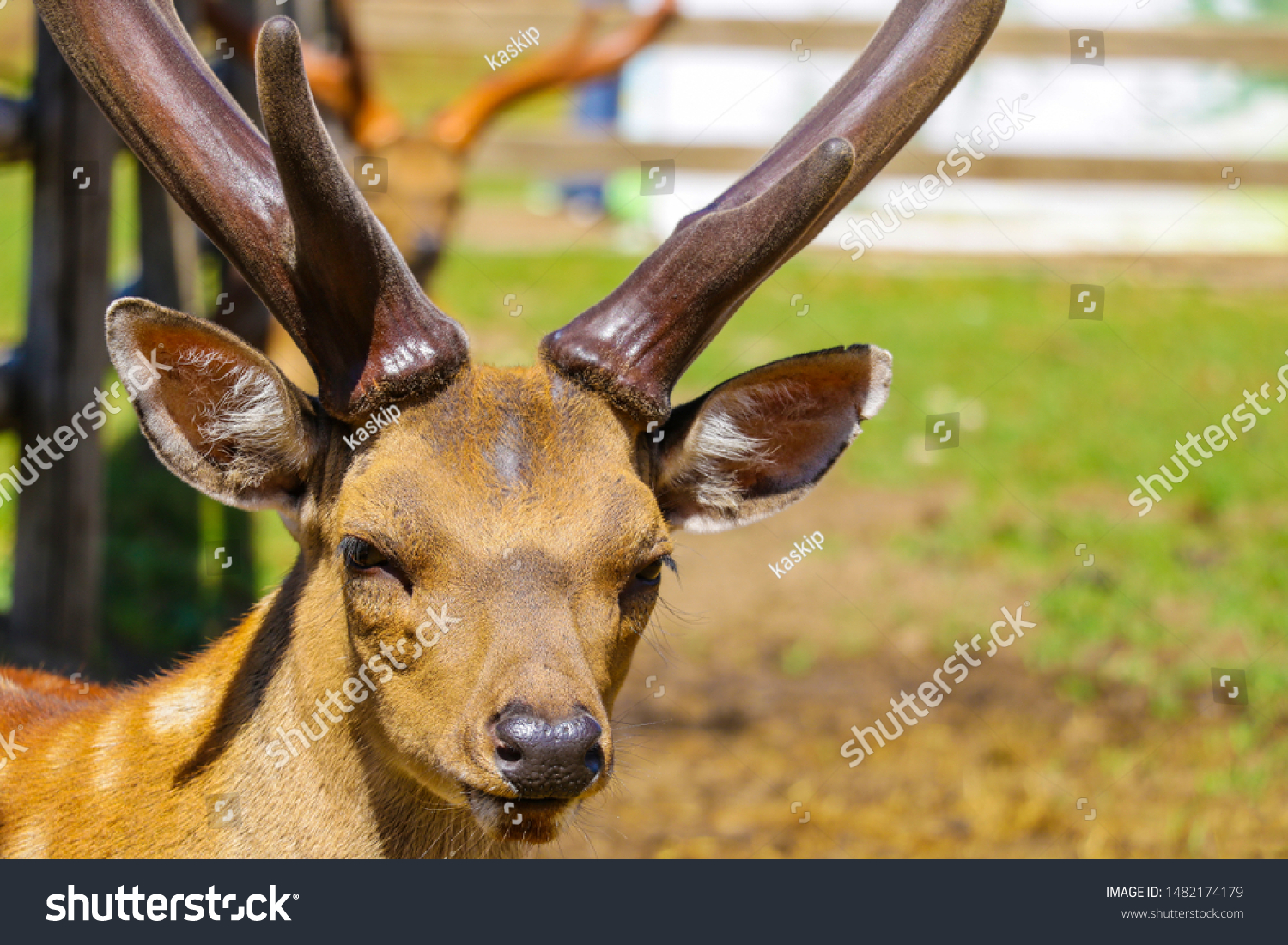 Spotted deer fawn with velvet antlers portrait. #1482174179