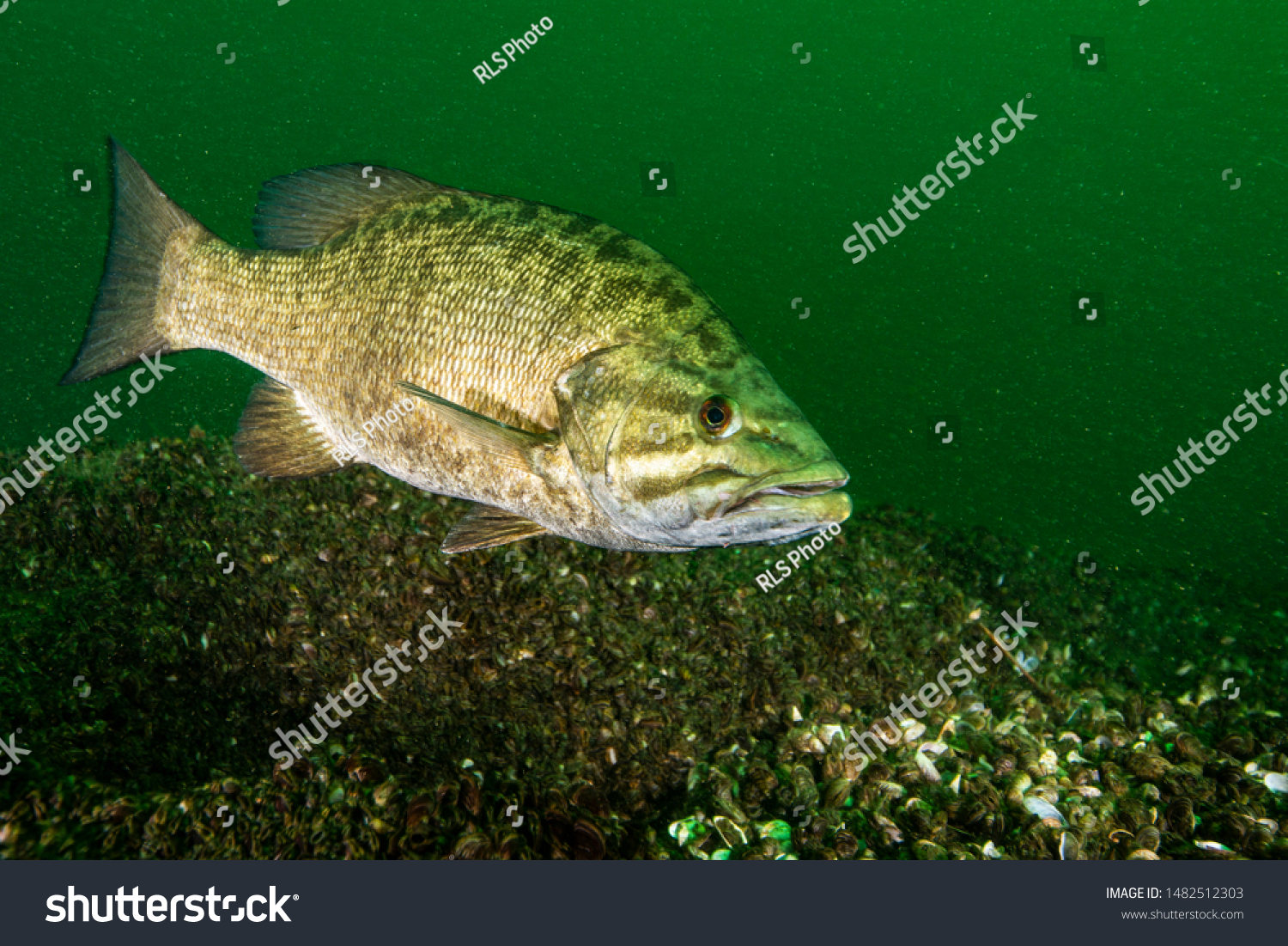 Smallmouth Bass underwater in the St. Lawrence River #1482512303