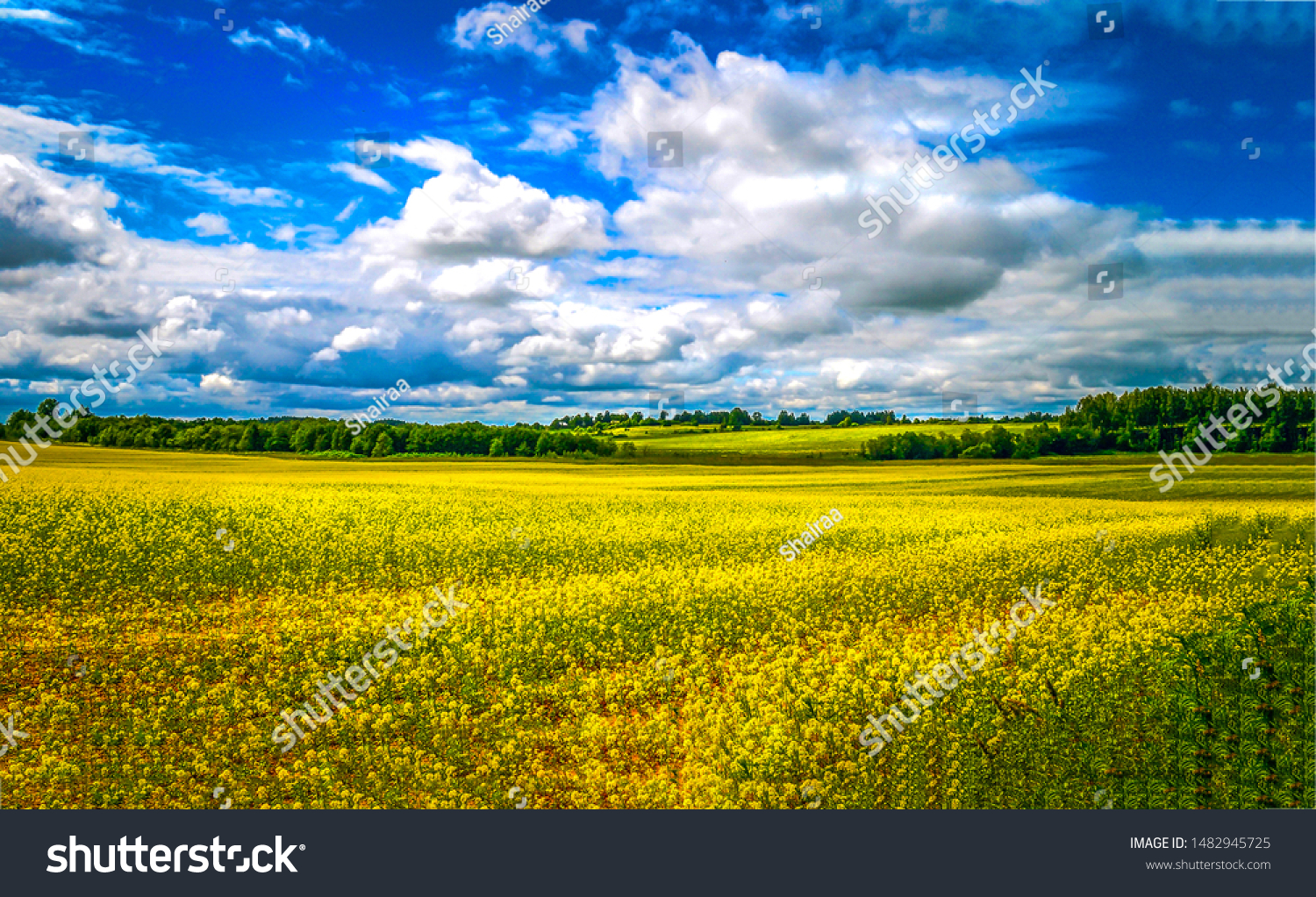 Summer meadow field landscape. Field meadow in summer #1482945725