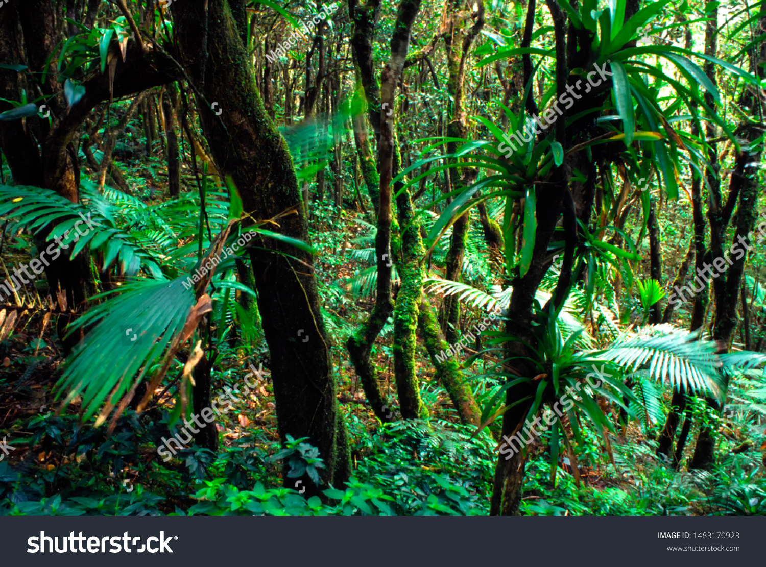 Puerto Rico, El Yunque National Forest, lush vegetation #1483170923