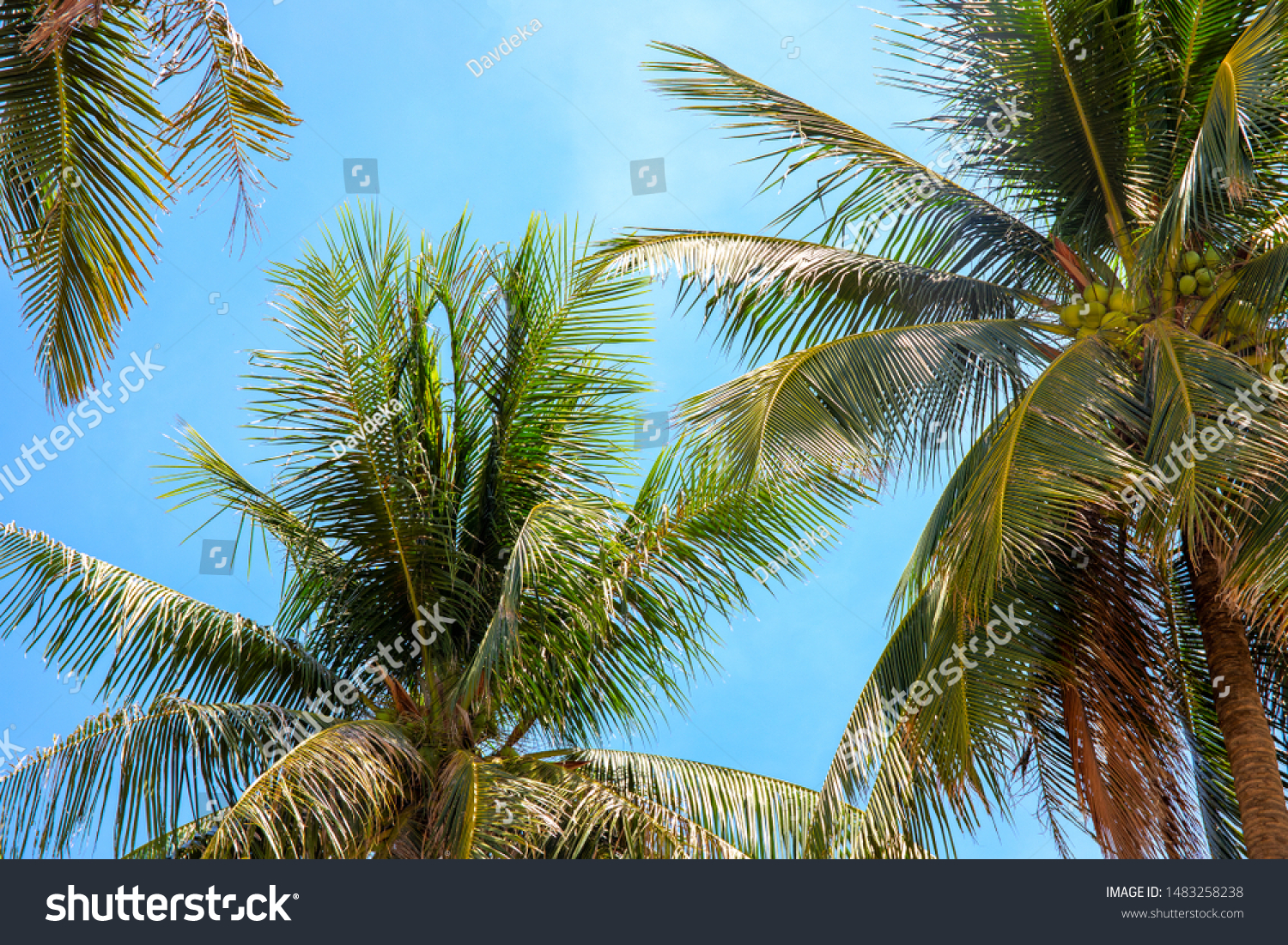 Coco palm crown on blue sky background, tropical nature photo. Palm tree in sunny sky banner template. Summer travel or honeymoon. Fluffy palm leaf on wind. Tropic jungle idyllic landscape #1483258238