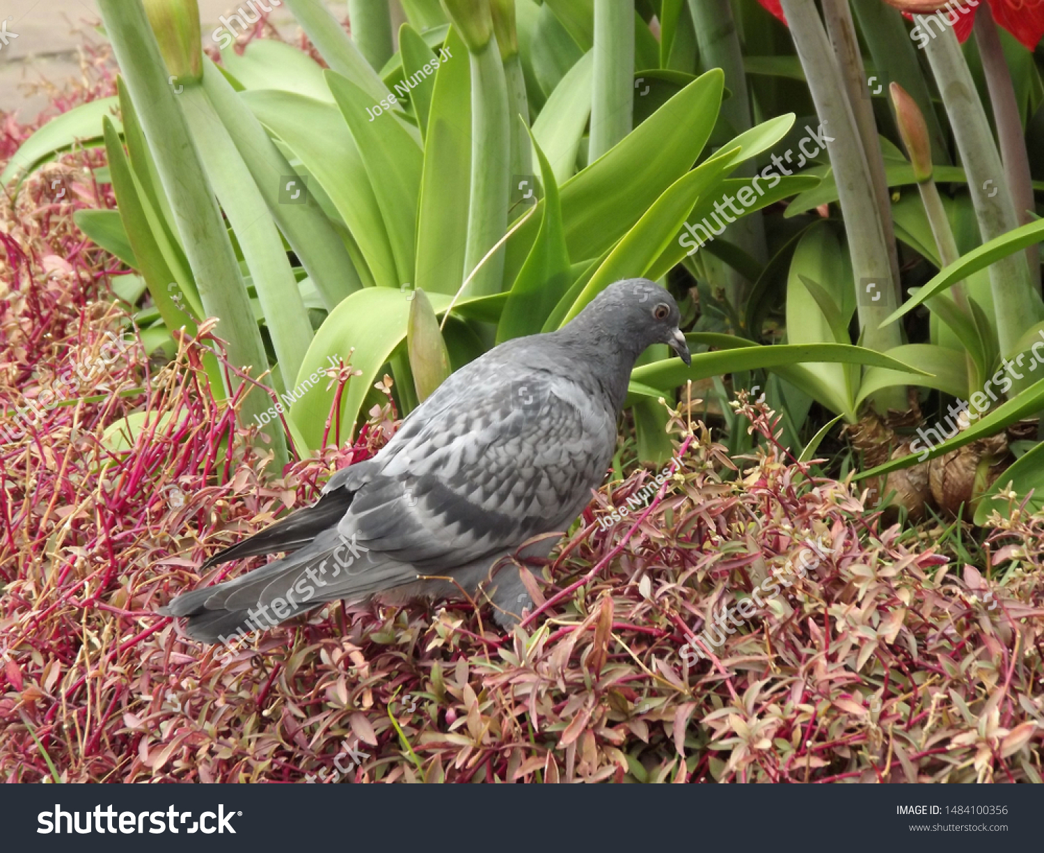 Birds in large parks and for large numbers #1484100356