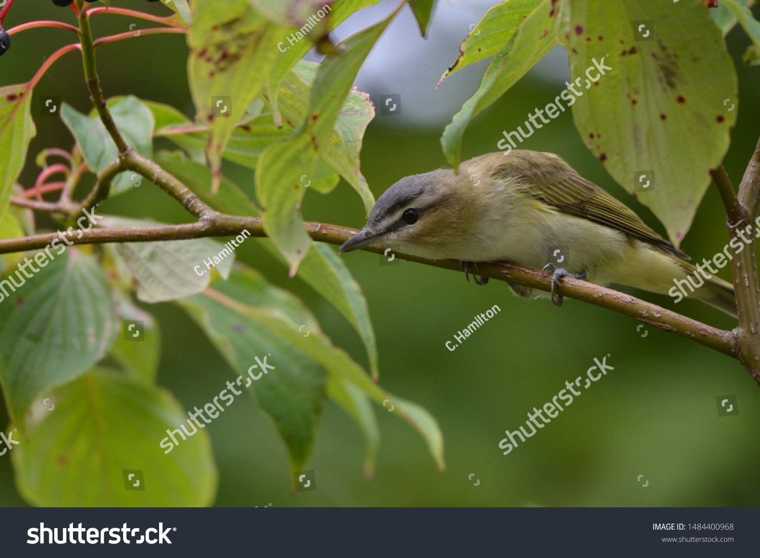 Red Eyed Vireo bird in forest #1484400968
