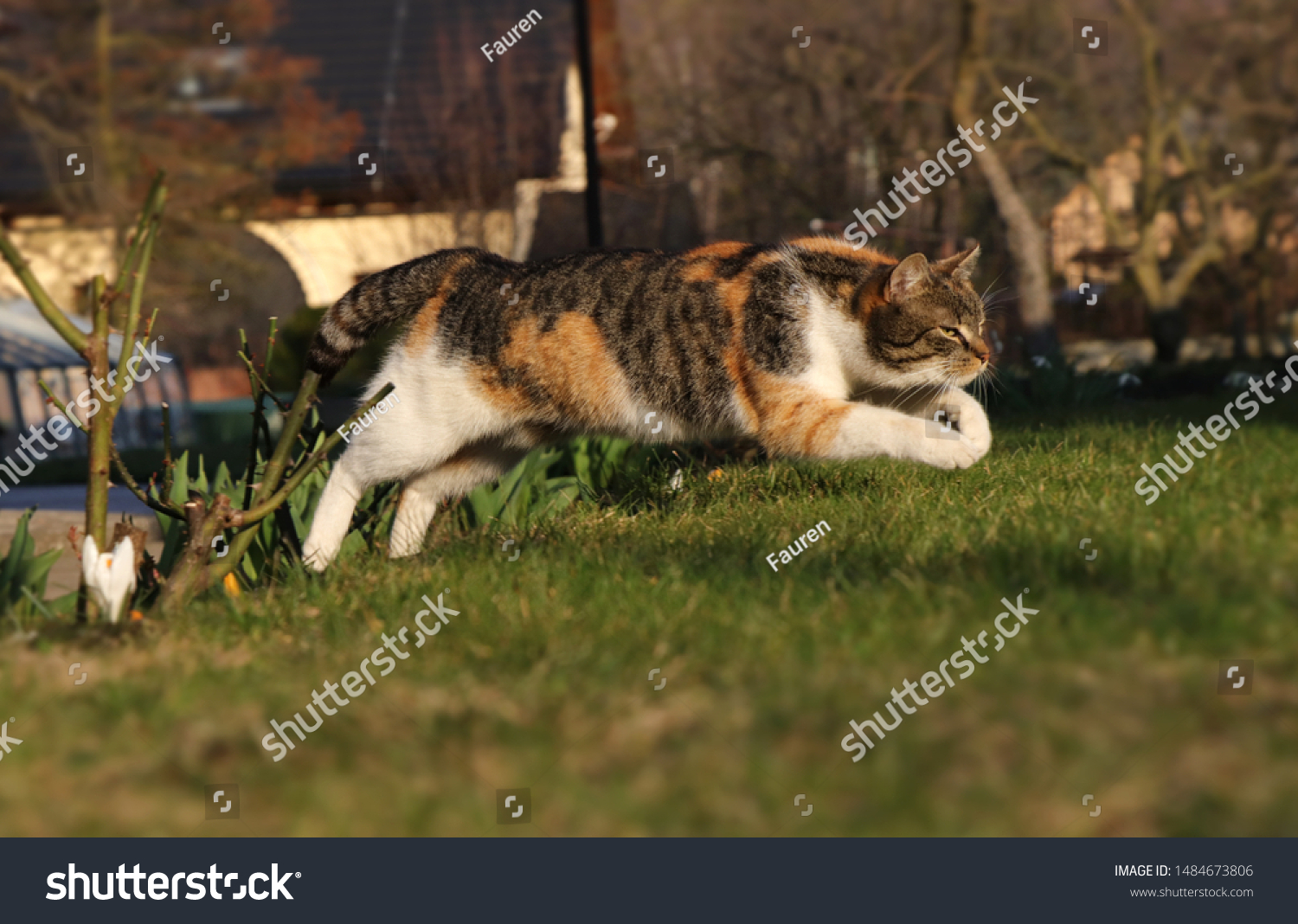 Colored domestic cat jumps over bed of roses to pleasant green grass. Kitten in jump. Long jump. Pedigree young pet spring from back legs and stretched her front legs for better fall #1484673806