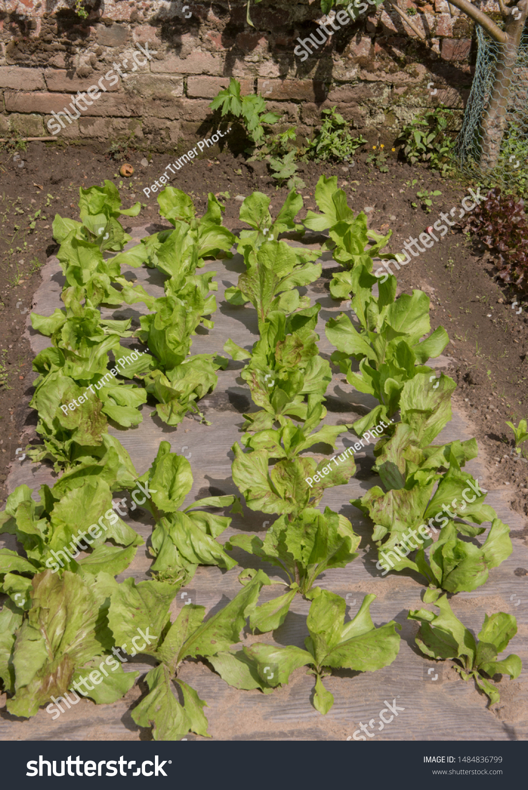 Crop of Home Grown Organic Lettuce (Lactuca sativa) Growing Through Weed Control Fabric on an Allotment in a Walled Vegetable Garden in Rural Cheshire, England, UK #1484836799