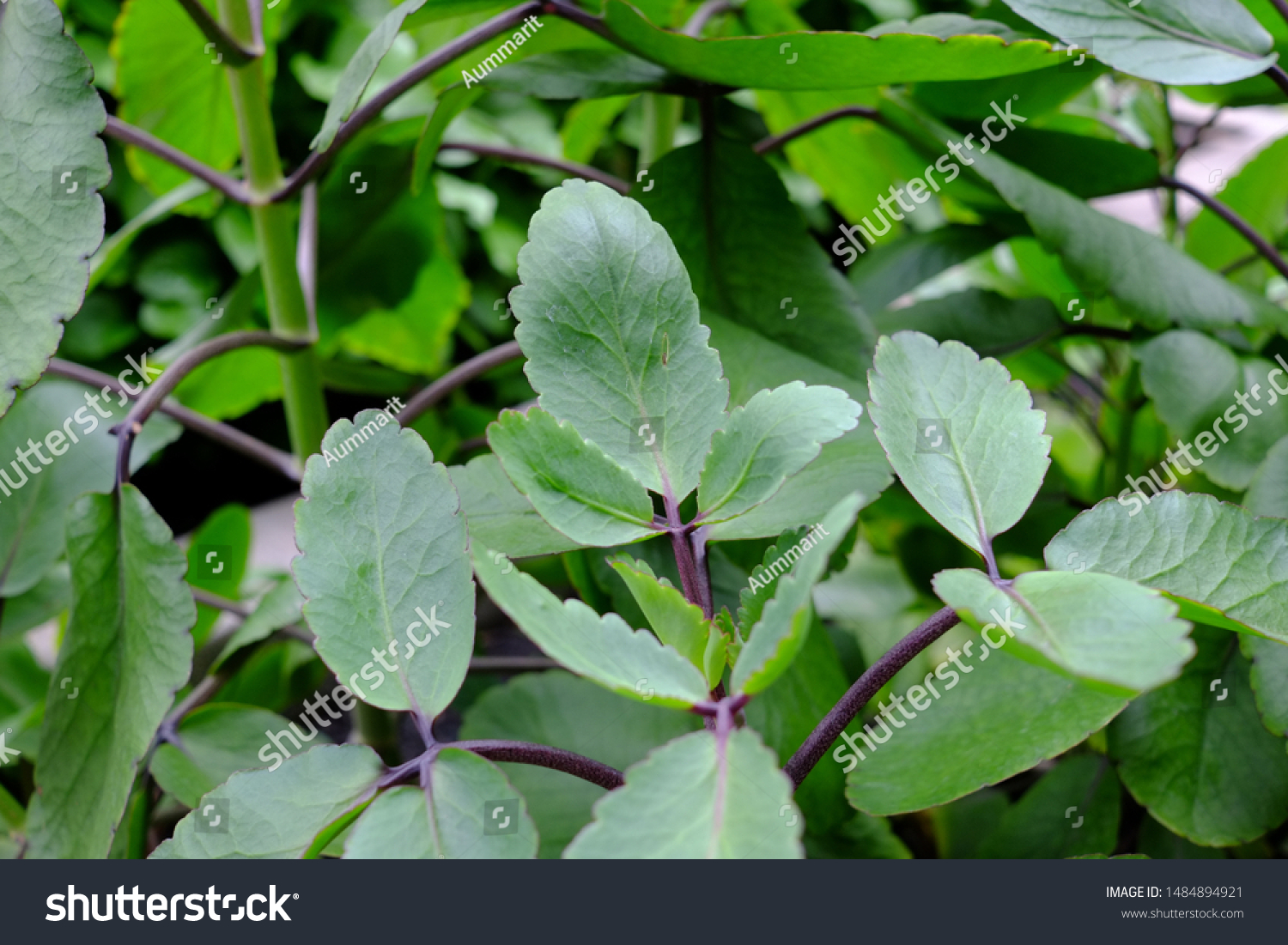Bryophyllum pinnatum is widely used in ayurvedic system of medicine as astringent, analgesic, carminative #1484894921