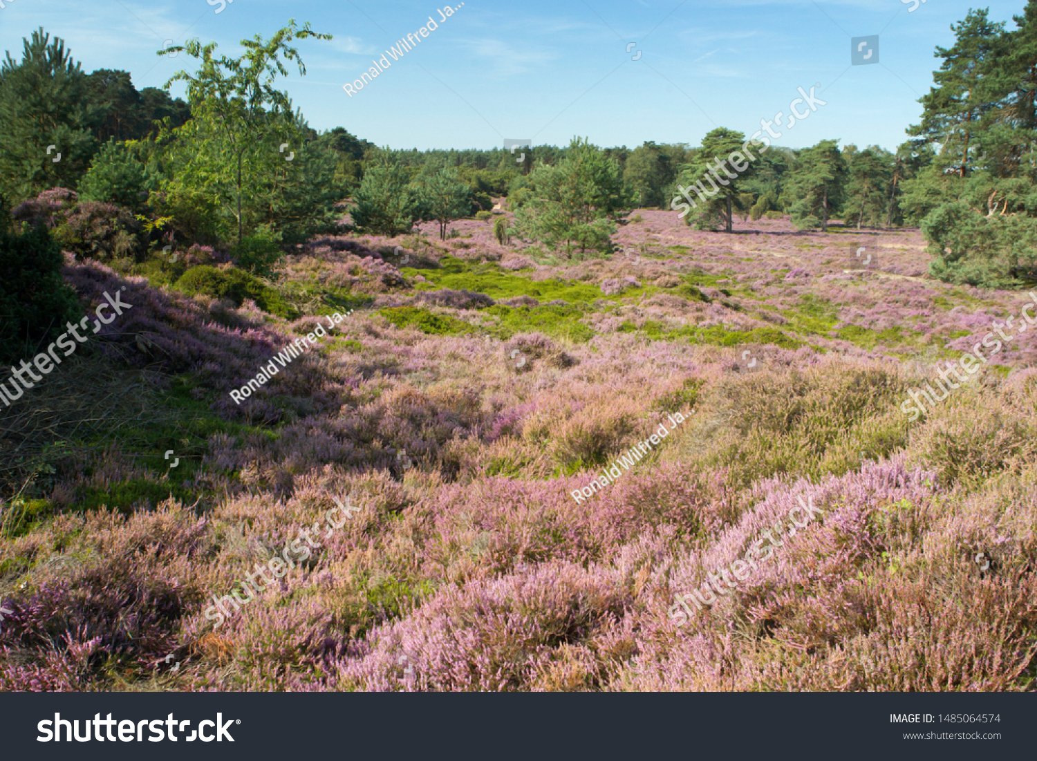 Purple heather on the Dwingelderveld, the Netherlands #1485064574